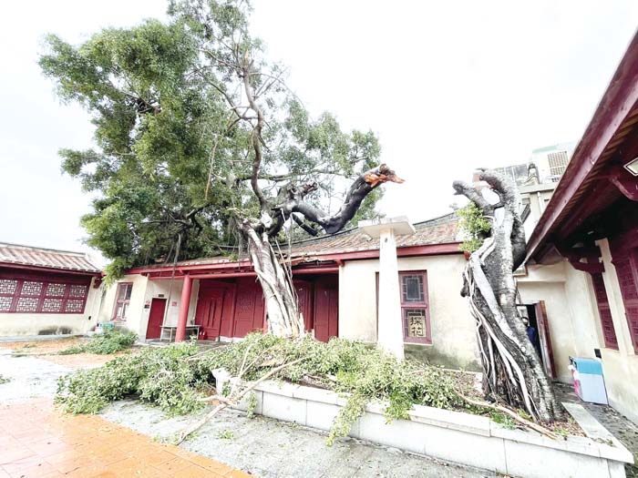 杜蘇芮強風吹襲，縣定古蹟「清金門鎮總兵署」內的百年老榕樹遭強風吹斷傾倒，壓垮前門的屋頂蓋。（莊煥寧攝）