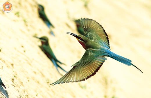 金門夏候鳥「栗喉蜂虎」飛抵金門挖洞築巢。（金管處提供）
