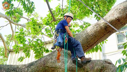 攀樹專家雷時生與其團隊，昨來金進行百年木棉除絮作業。（許峻魁攝）