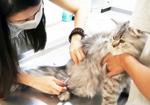 「928世界狂犬病日」金門縣動植物防疫所免費辦理狂犬病疫苗注射及寵物登記,不少民眾和學子攜帶所飼養的犬、貓前往施打狂犬病疫苗及植入晶片。(陳麗妤攝)