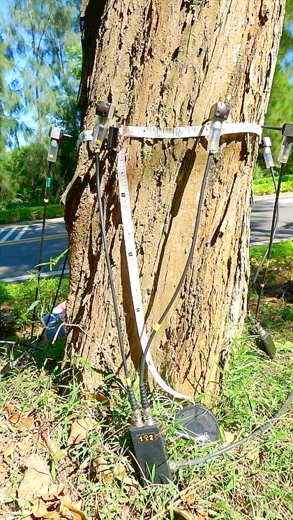 金門縣林務所與農委會林業試驗所合作，102年起連續5年時間用「科技啄木鳥」完成金門樹木總體檢，後續將以經常性巡察、周期性的監測，掌握樹木健康。（林務所提供）