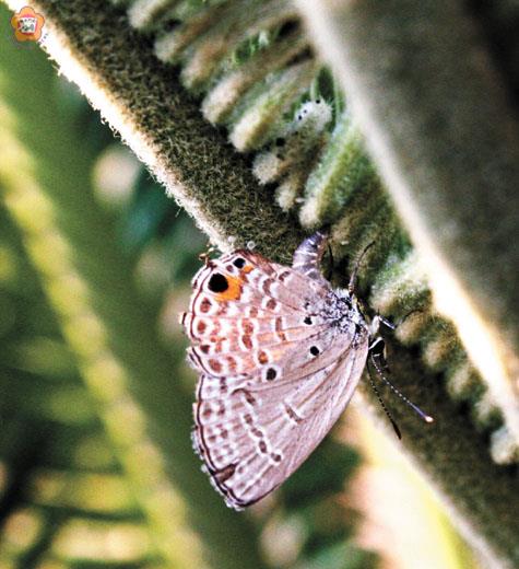 蘇鐵綺灰蝶首度在金門國家公園現蹤