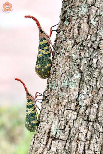 龍眼雞現蹤，紅色獨角，色彩斑斕的綠色趐膀，宛若迷彩上衣，別具戰地特色。（陳麗妤攝）