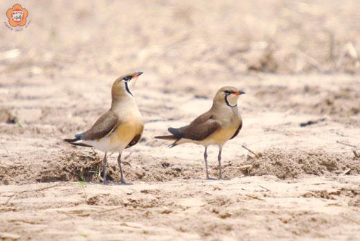 燕鴴嘴基內部的鮮紅色彷彿塗上口紅，其神情動作甚為可愛。（董森堡攝）