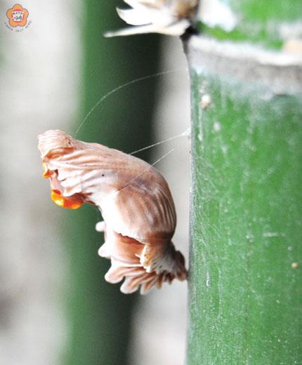 美麗嬌客 麝香鳳蝶飄香