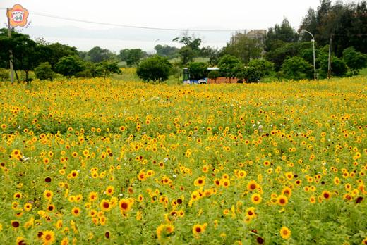黃澄澄的向日葵形成一片壯觀的花海，田園風光甚是迷人。
（董森堡攝）