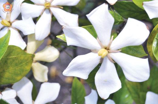 山黃梔花香飄散