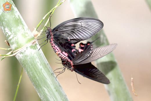 麝香鳳蝶，近期出現在金門縣植物園區，翅膀上的「弦月紋」，和經腺體揮發出淡淡的馨香氣味為其特色。
（林務所提供）