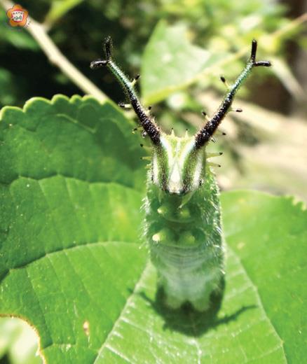   紅星斑狹蝶幼蟲像不像「綠色皮卡丘」？（林務所提供）