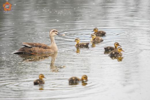   五至七月份金門地區農田野塘中常可見到母鴨帶小鴨的可愛場景。（董森堡攝） 