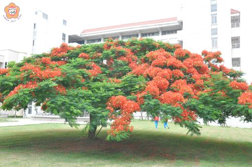 鳳凰花開驪歌聲揚