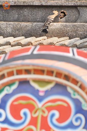   戴勝餵食雛鳥的畫面配上馬背屋頂，勾勒出極具金門意象的場景，無奈近日洞口被封、巢內幼雛全部罹難。（許進西提供）