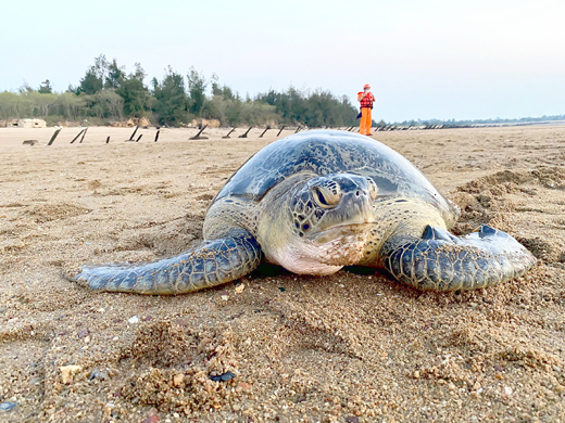 一隻保育類綠蠵龜5日在烈嶼中墩海岸擱淺，經通報岸巡隊及水試所，施予救援。
（水試所提供）