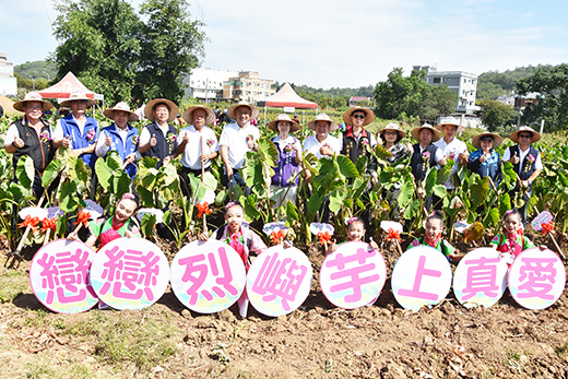 2020烈嶼鄉芋頭季「戀戀烈嶼、芋上真愛」,鄉長洪若珊和來賓下田掘芋,啟動今年的挖芋體驗活動。(許加泰攝)