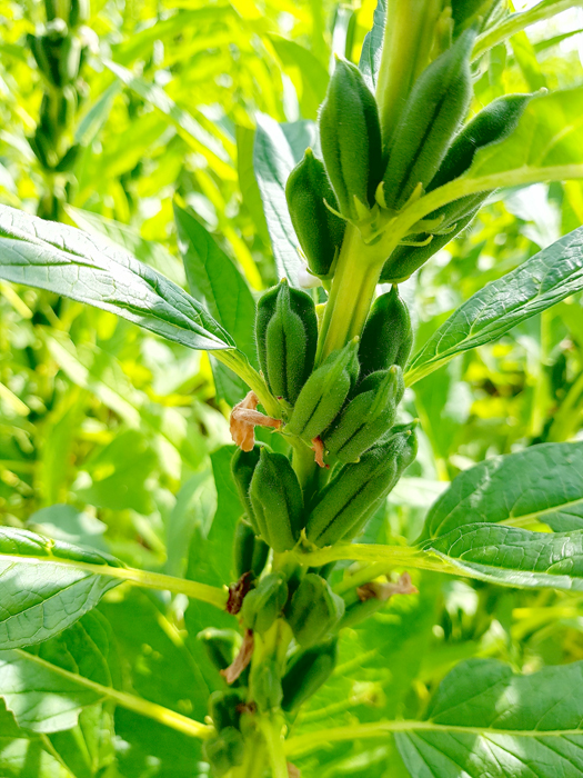 農試所引進台南一號胡麻品種（黑芝麻），於9月收成，並特別規劃辦理「黑芝麻醬DIY教學課程體驗活動」。（農試所提供）