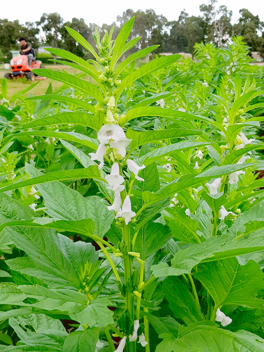 農試所引進台南一號胡麻品種（黑芝麻），於9月收成，並特別規劃辦理「黑芝麻醬DIY教學課程體驗活動」。（農試所提供）