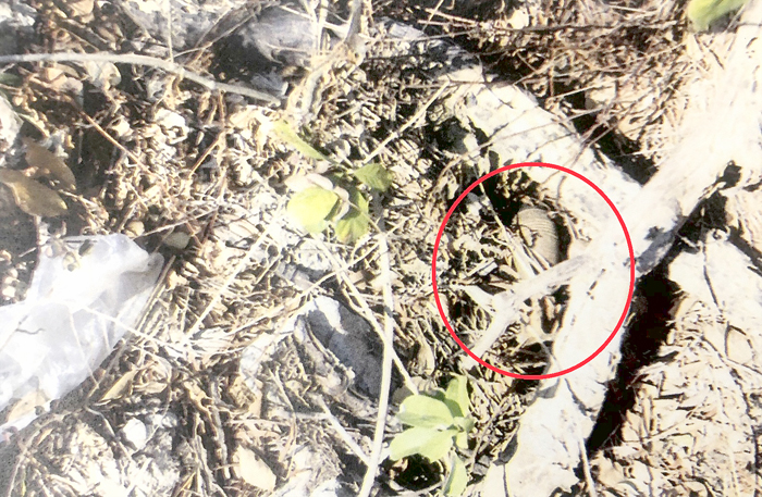 金湖鎮黃海路旁草叢26日上午發現一枚60公厘迫砲彈殘體。
（民眾提供）