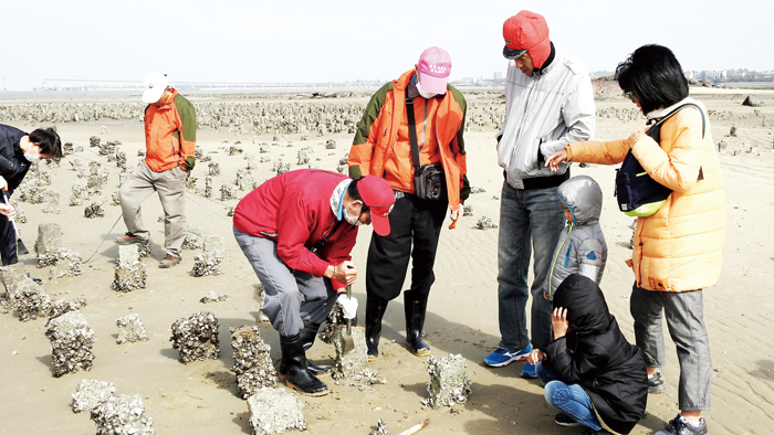 在後豐港社區辦理的食農教育小旅行中，民眾可以體驗擎蚵、耕田。（後豐港社區發展協會提供）