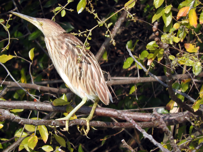 池鷺。（金門縣野鳥學會提供）