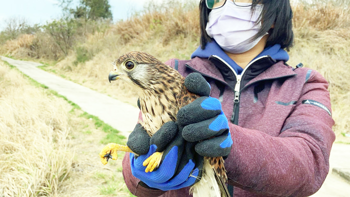 落難的紅隼為雌性成鳥，初步檢傷體態瘦弱，現已恢復正常體態。（金門縣野生動物救援暨保育協會提供）
