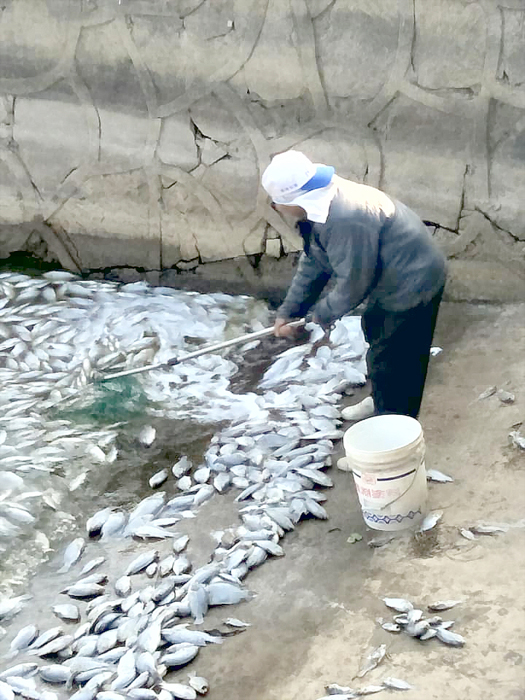 自來水廠加派人手打撈魚屍。（自來水廠提供）