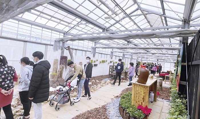 多肉主題溫室展參觀情形，提醒鄉親春節出遊請配合落實防疫工作。（陳麗妤攝）