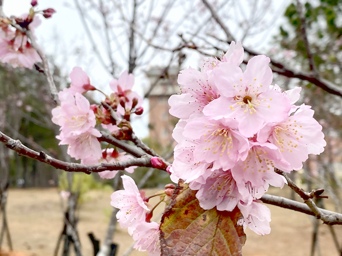 金門大學壽與國同和大學池旁的百餘株櫻花，陸續綻放粉白花朵，美不勝收。（許加泰攝）
