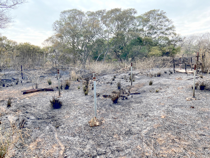 金城鎮古區300號附近發生火警，消防局金城分隊、金寧分隊、水頭港消出動消防車與消防人員及義消趕抵現場將火勢撲滅，現場總焚燒面積約五千平方公尺，有一間牛舍遭到火勢波及。（消防局提供）