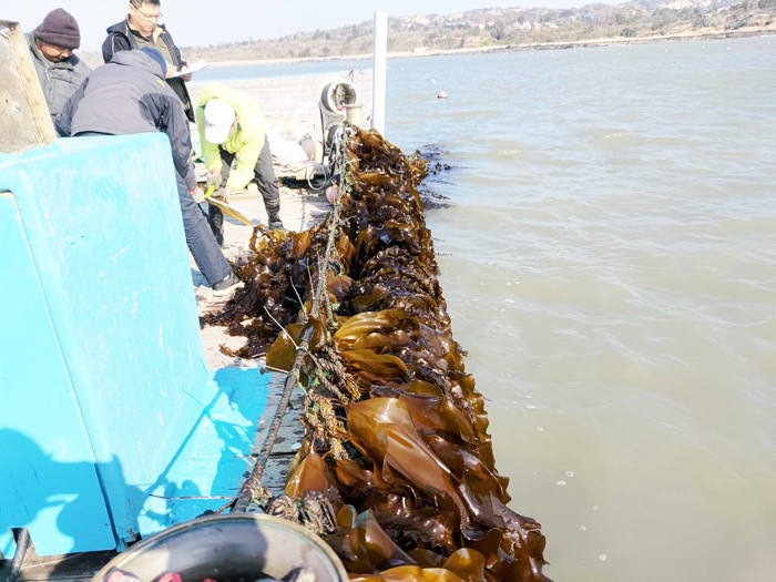 金門縣水試所養殖的新鮮薄海帶即將上市，圖為海帶生長及海上養殖海帶與採收之新鮮海帶。（水試所提供）