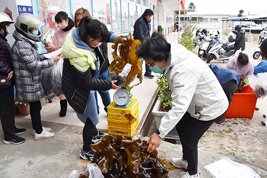 水試所海帶開賣，民眾聞訊紛紛訂購，首日約準備了三百斤的量。（詹宗翰攝）