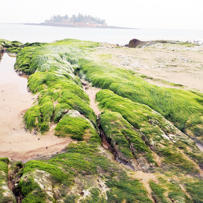 以石蓴、滸苔為主的綠色藻類，形成賞心悅目的「綠石槽」，遠眺整個海岸好像覆上一層天然的綠色地毯，美不勝收。（烈嶼鄉公所提供）