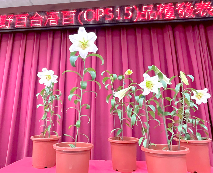 林務所委託中興大學團隊展開調查及復育工作，歷時七年經三階段之試驗研究及育種，選育出深具經濟開發潛力的品種「浯百」。（陳麗妤攝）