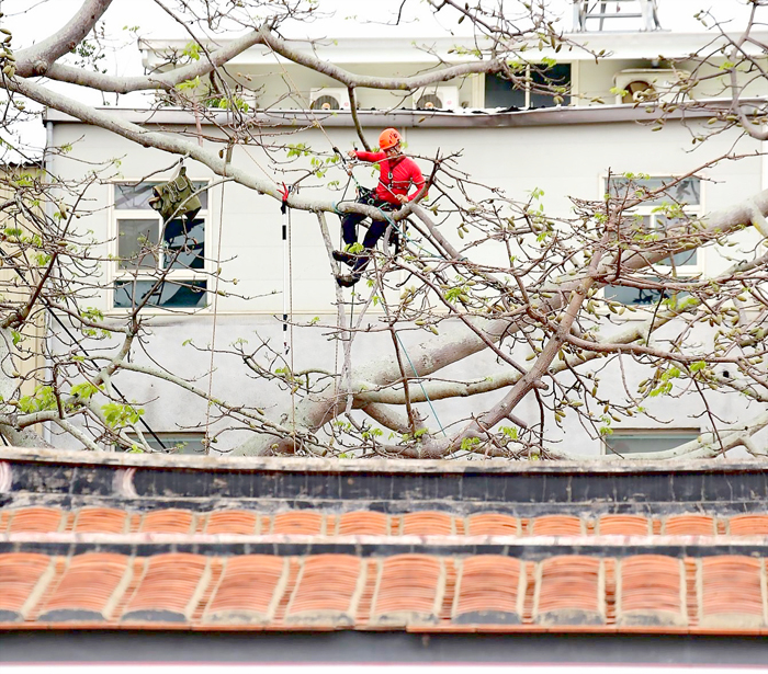 林務所將自今（13）日起至4月16日止，邀請台灣樹木保育股份有限公司偕同專業攀樹師團隊，進行總兵署內老木棉樹蒴果摘除作業。（林務所提供）