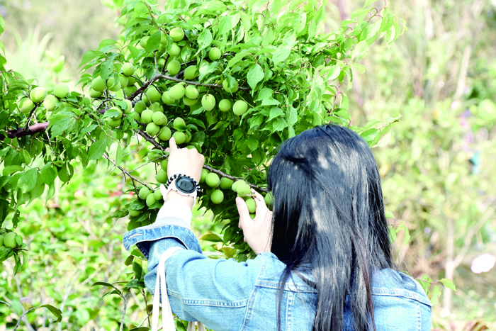 珠山社區遍植梅樹，經幾年育成，近年已能穩定產出梅子，樹梢上一顆顆或青綠或泛黃的梅子著實誘人。前年產量達二百斤，去年因天候少水，結的果實較小顆。（詹宗翰攝）