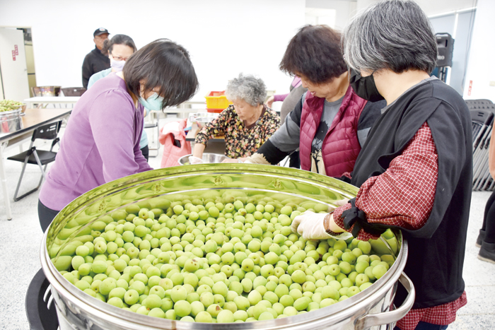 採收下的梅子清洗後瀝乾，再一顆顆摘除蒂頭，經過多道人工作業工序，前後需經三星期才能品嘗到脆梅；。（詹宗翰攝）