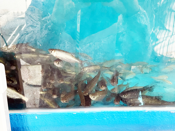 陳光耀的「再生魚坊」，復育上百隻金門獨有魚種「大鱗梅氏鯿」。（陳冠霖攝）