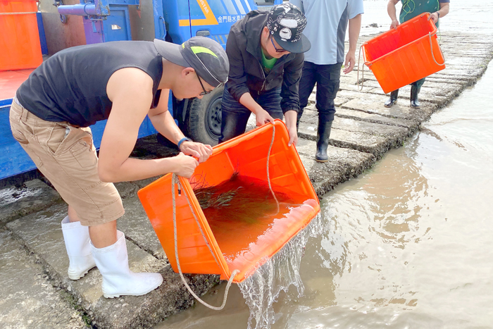 金門縣水產試驗所趁著滿潮時放流蟹苗，加速周邊海域遠海梭子蟹族群資源復育。 　　（水試所提供）