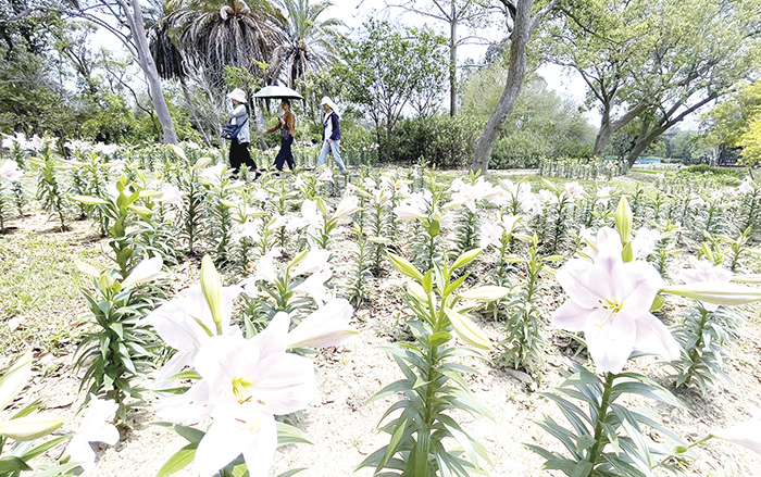 林務所今年於金門植物園生態河道旁,首次試種植粉紅色鐵砲百合Lily,預計5月中旬會盛開,歡迎民眾把握花期前往賞花。(陳麗妤攝)