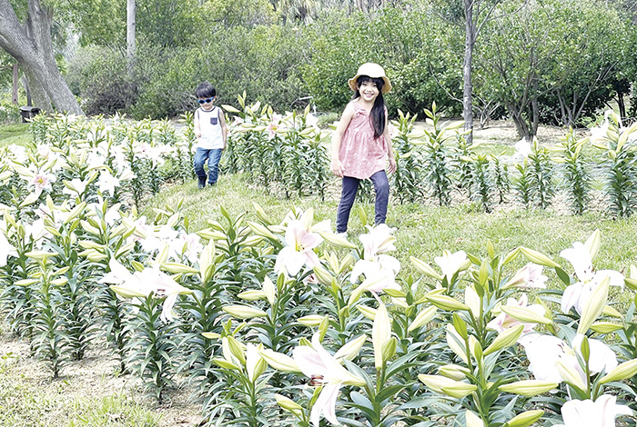 林務所今年於金門植物園生態河道旁，首次試種植粉紅色鐵砲百合Lily，預計5月中旬會盛開，歡迎民眾把握花期前往賞花。（陳麗妤攝）
