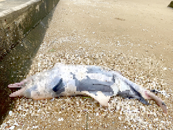 金門岸巡隊在劉澳岸際發現一隻死亡鯨豚。（岸巡隊提供）