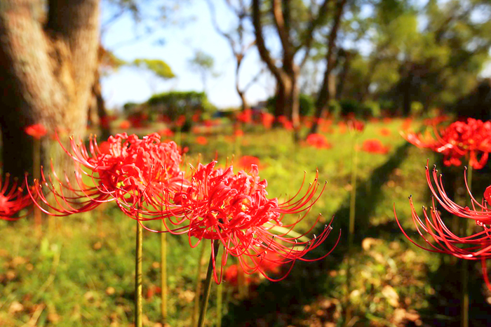 圖為往年地區紅花石蒜綻放的資料畫面。（林務所提供）