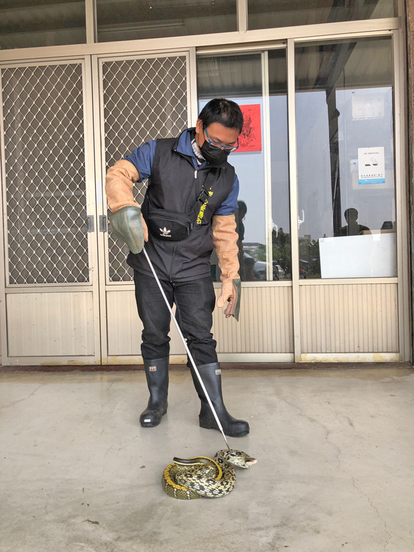 捕蜂捉蛇，過去都是119消防局的業務。（縣府建設處提供）