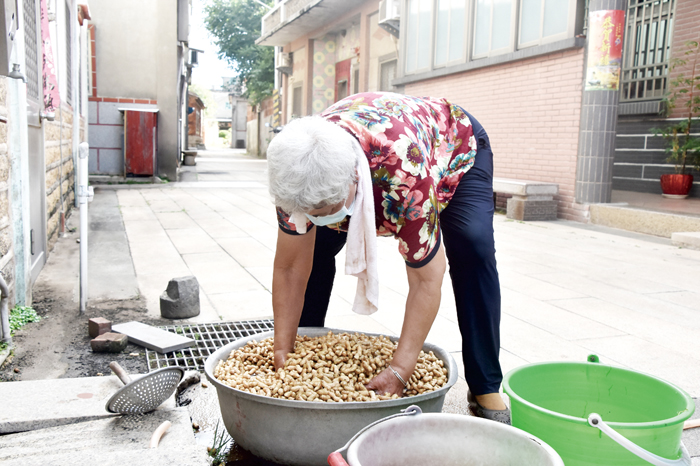 洗滌、浸泡、水煮、日曬,薛寶華家的花生在水煮的過程中添加藥材,吃起來別具風味。(詹宗翰攝)