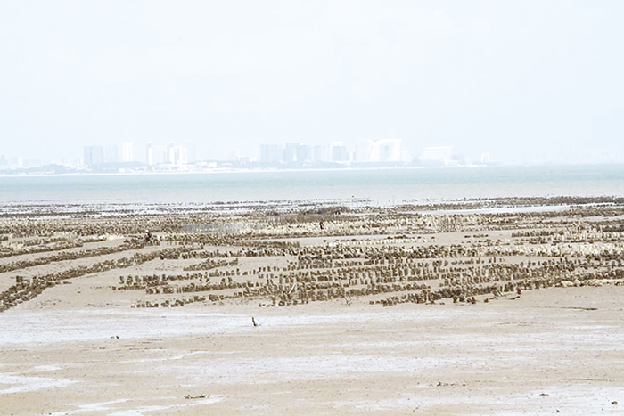 古寧頭蚵民,採石條養殖式養蚵,形成一畝畝壯觀景象。(高凡淳攝)