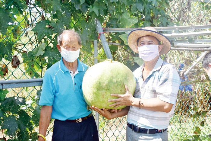 農友李得城栽植了逾三十斤的大瓠瓜，碩大的果實非常有存在感。（詹宗翰攝）