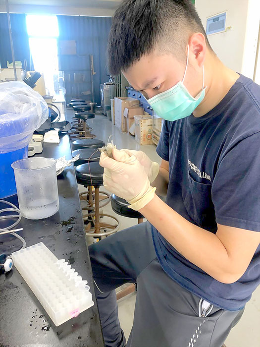 金大食品科學系以高粱酒糟作為雲芝多醣培養基技術，進行草蝦及白丁蝦養殖試驗。（金大提供）