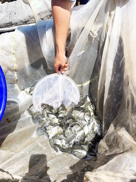 金寧鄉公所向漁民及釣客呼籲，捕獲體長未達15公分的黑棘鯛時，請協助放回大海，使其能繼續生長，維護漁業資源的永續發展。（金寧鄉公所提供）