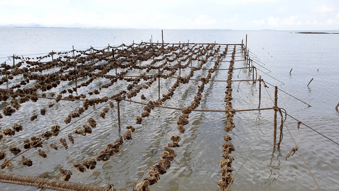 金門縣水產試驗所辦理111年平掛式牡蠣養殖訂購，自即日起至9月30日止受理地區蚵民登記。（水試所提供）