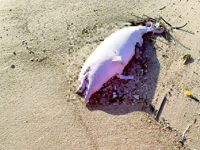 金門海灘日昨發現一隻死亡鯨豚。（金門岸巡隊提供）