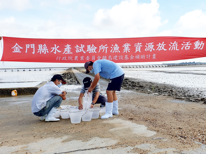 水試所於八月中旬陸續在金門各主要稚鱟棲息的潮間帶放流育成的鱟苗。(水試所提供)